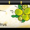Zotter handgeschepte chocolade Yuzu Citrus